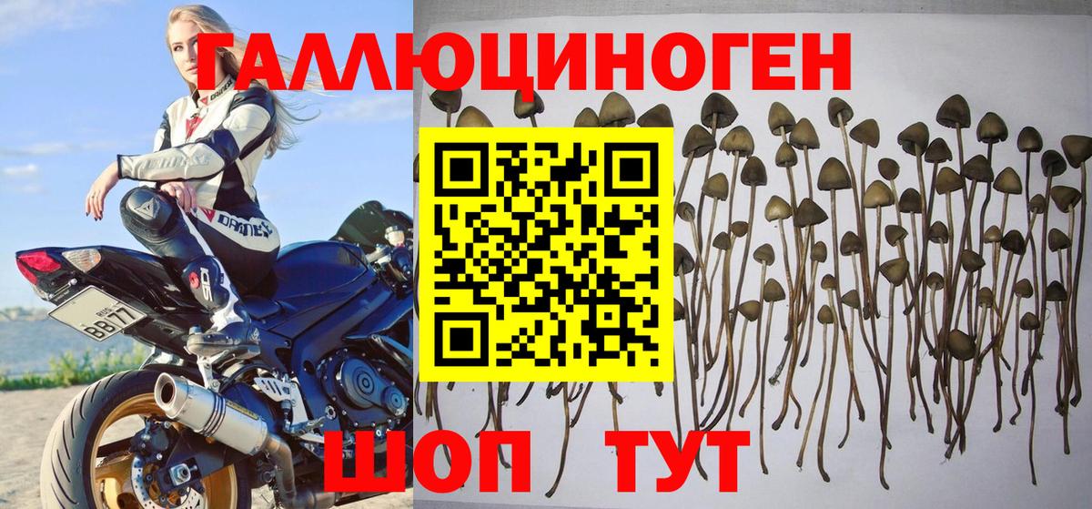 Псилоцибиновые грибы Cubensis  Вход с VPN  Псилоцибиновые грибы Psilocybe  Черногорск 